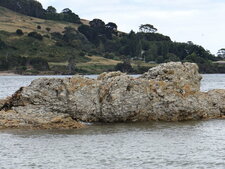 Tasmanie, Goat Island