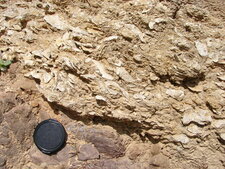 Lumachelle Miocène sur poudingue Carbonifère