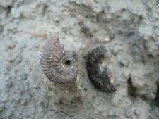 Ammonite fossilisée