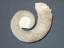 Fossile d