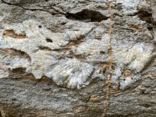 Fossile d