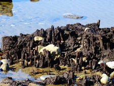 racines fossiles dans la baie de Wissant(62)