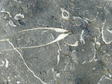 Fossiles de bivalves dans les formations kimmeridgiennes du Noirda