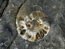 Ammonite kimmeridgienne, Cran de Noirda (Audresselles, 62)
