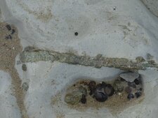 Filon de pyrite et nodules de marcassite, estran du Cap Blanc Nez