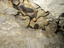 Rognons de silex dans la craie, Cité souterraine de Naours