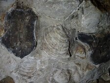 Inocérames fossiles et rognon de silex, Naours