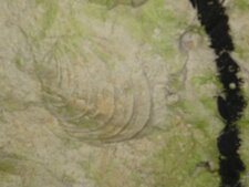 Fossile d
