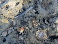 Fossile de Rostre de Bélemnite à la dalle des Matelettes