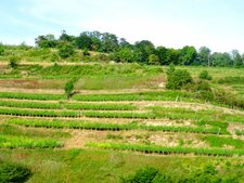 Lœss du Kaiserstuhl