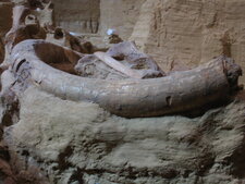 Défense de Mammouth fossile
