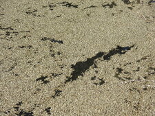 Ponces flottantes sur les lacs autours du volcan Puyehue.