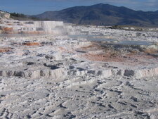 Gourres calcaires à Mammoth Springs, Yellowstone N.P.