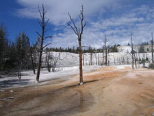 Paysage pétrifié à Mammoth, Yellowstone N.P.
