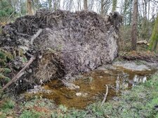 La frontière entre bio et geodiversité