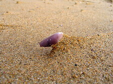 Sable - plage de La Palue