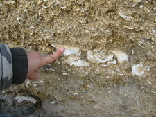 Fossile dans une roche calcaire