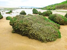 Les Vaches Noires (blocs de craie erratiques), Villers-sur-Mer