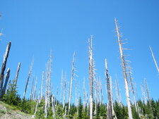 Arbres calcinés par l