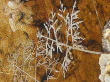 Branche de conifère pétrifiée par de la calcite hydrothermale, Mammoth, Yellowstone N.P.