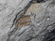 Thorax de trilobite (Postolonnec)