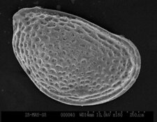 Ostracode / Aurila convexa