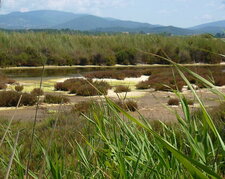 Vieux salins d