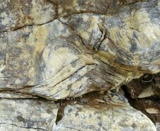 Stromatolite à l