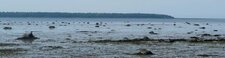 Paysage de blocs erratiques, baie de Rimouski, Québec, Canada.