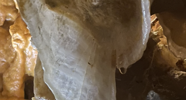 Formation d'une colonne/draperie, à la grotte du Grand Roc