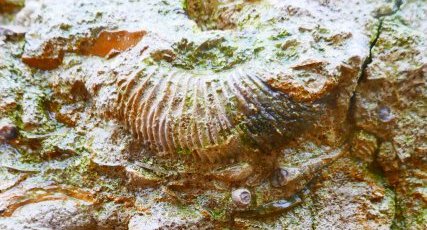 Oolithe ferrugineuse de Bayeux avec ammonite Parkisonia