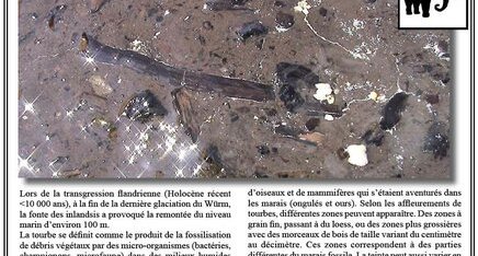 Tourbe fossile flandrienne