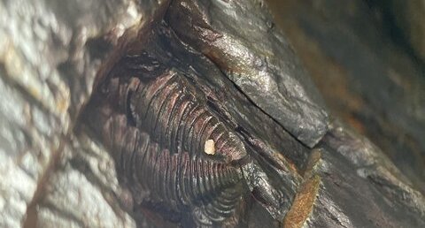 Fossile de trilobite