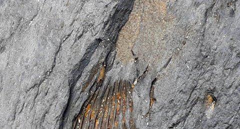 Thorax de trilobite (Postolonnec)