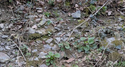 Schistes subardoisiers silteux sombres, chlorito-micacés