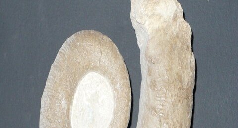 Fossile d'amonite
