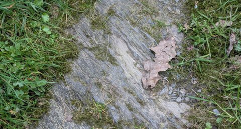 Schistes subardoisiers silteux sombres, chlorito-micacés