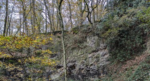 Ampélites du Llandovery moyen du Tertre Gris