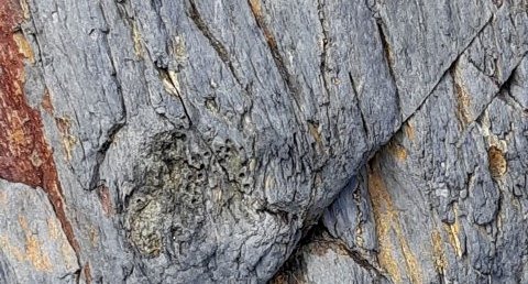 Empreintes d'Echinodermes, Corréjou (Camaret-sur-Mer)