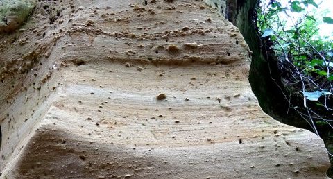 falaise du site fossilifère de Pont-Pourquey