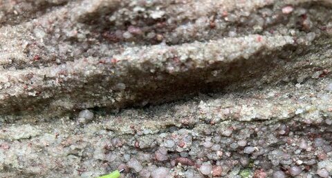 Grès rose (arkose) de la plage de Fosse, au Cap Fréhel