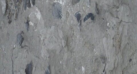 Marnes Sinémurienne à bivalves et gryphées