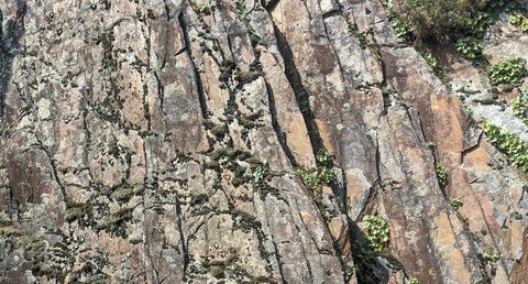 Pélites silteuses subardoisières sombres, à quartz, chlorite, séricite