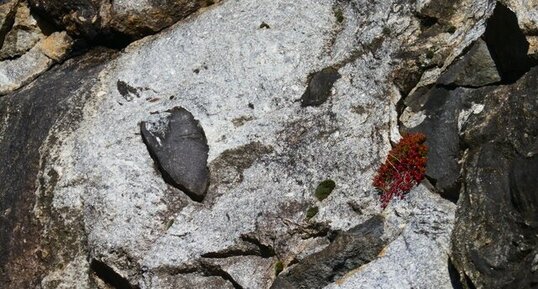 Enclaves surmicacées (restites) dans granite des gorges de l'Ay