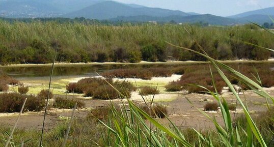 Vieux salins d'Hyères