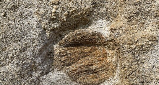 Migmatite de Saint Nazaire