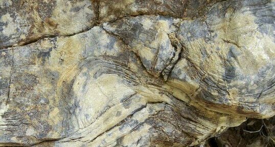 Stromatolite à l'échelle centimétrique