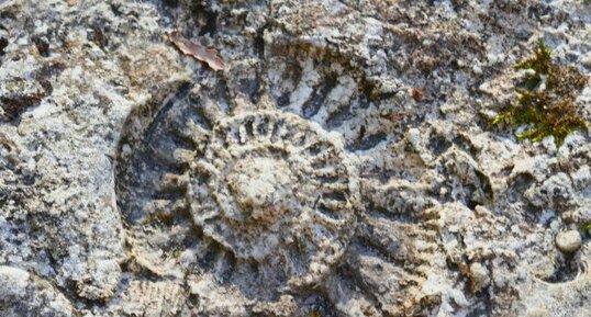 Ammonite dans une dalle des tumulus de Bougon