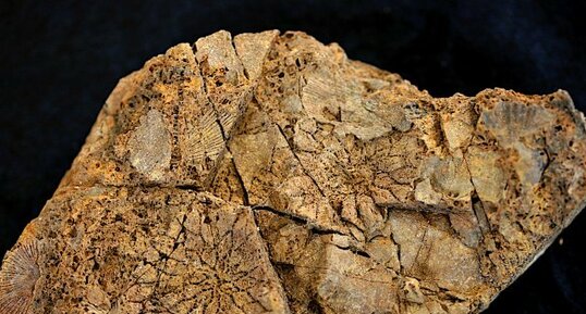 Fossiles de Procteria granulifera