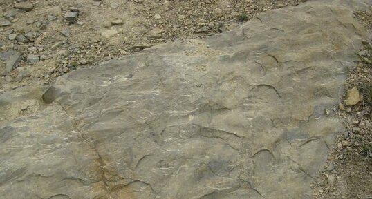 Riplles marks dans grès ilerdiens des corbières